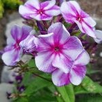 NEUGOMONNAYA ULYANA (2)