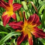 RUBY SPIDER (4)