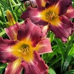 PURPLE BADGER (4)