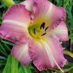 WEBSTER`S PASTEL BEAUTY