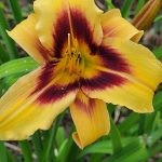 BOITZER LATE AND PLENTY (3)